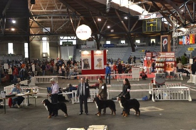 des Nuits Celtiques - RESULTATS  DE  L'EXPOSITION  DE  POITIERS