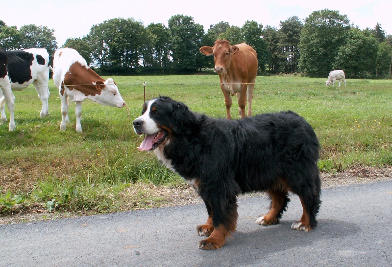 Vas-y De la truffe en quercy