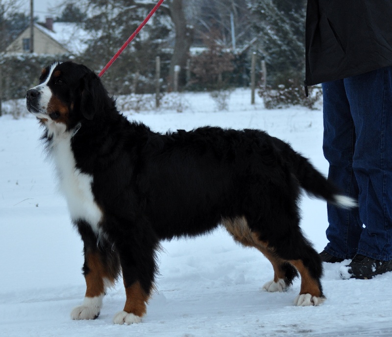 Emilie des Nuits Celtiques
