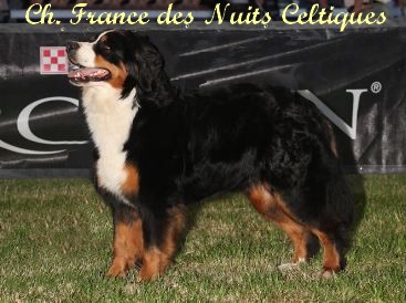 CH. France des Nuits Celtiques