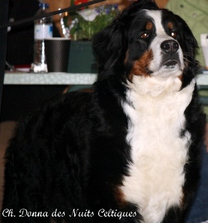 CH. Donna des Nuits Celtiques